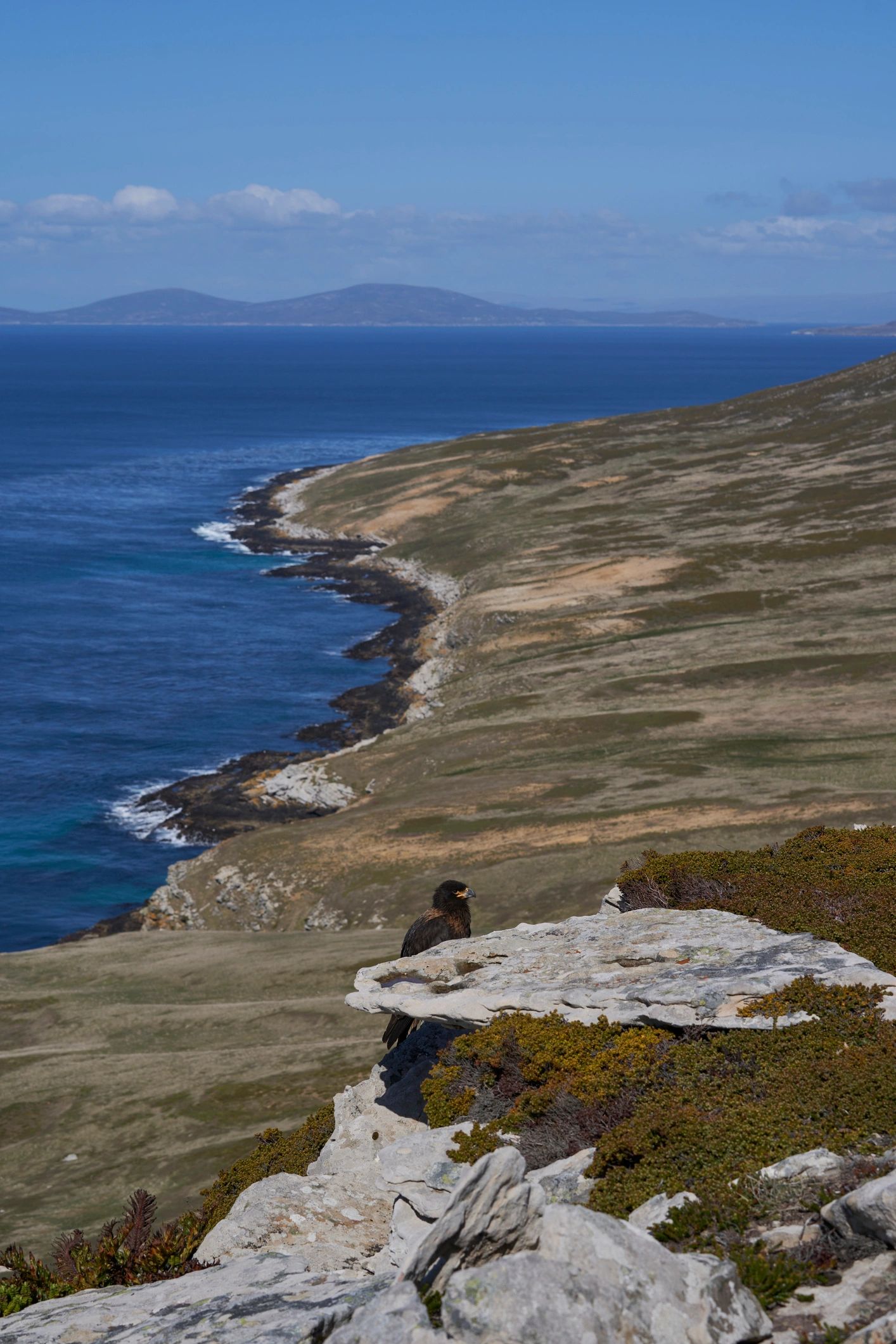 Conservation travel in the Falklands