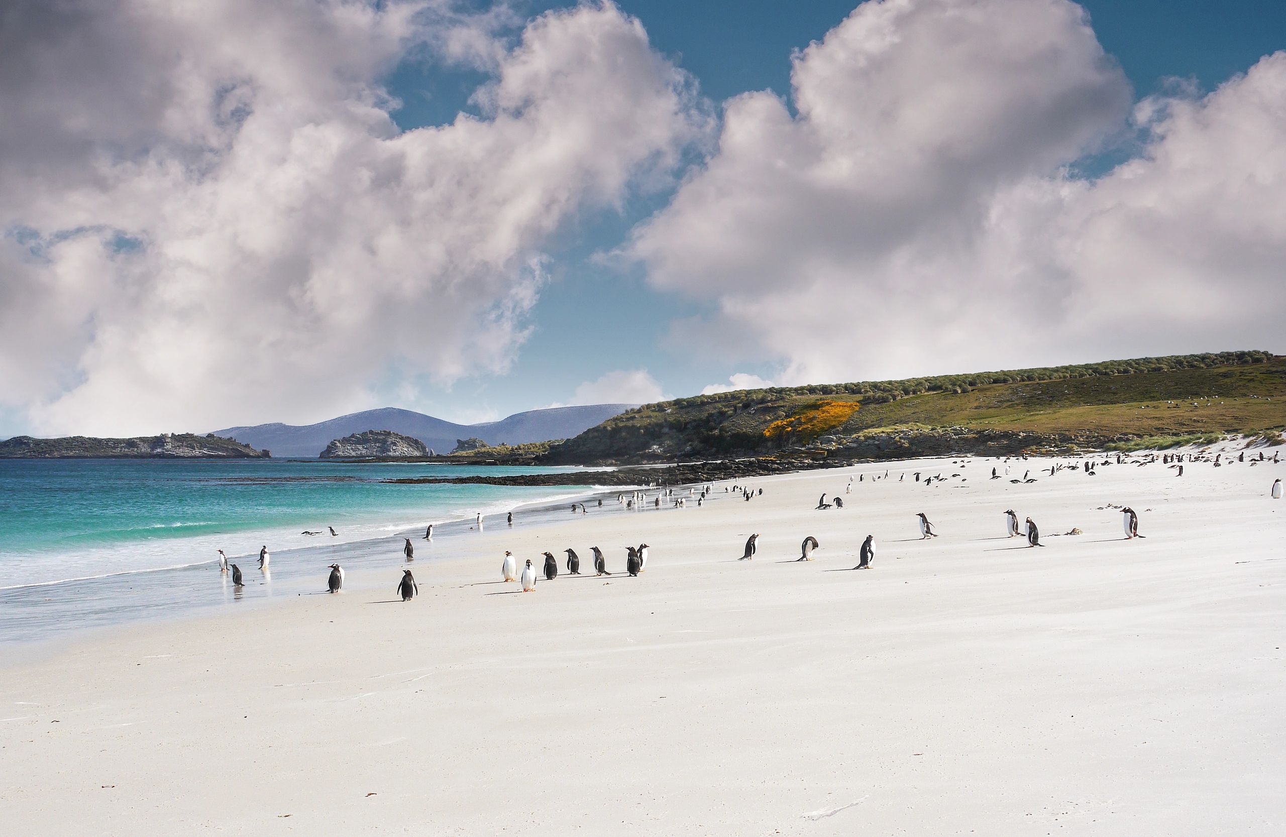 private wildlife tour group Bertha's Beach Falklands